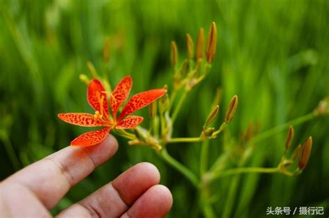 紅色小花植物|開紅色小花的草本植物